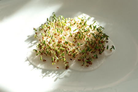 sprouted seeds. sprouts seed cress lettuce. first seedbed leaves from grain. greens, vegetarianism, raw foods, veganの写真素材