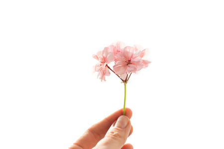small bouquet of pink geranium flowers in hand against white snow,, geranium in winter, winter and spring, March, isolate, white background, plant,の写真素材