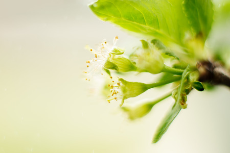 cherry flowers with leaves close-up, pistils and stamens, spring theme. Space for text, selective focus, summer concept.の写真素材