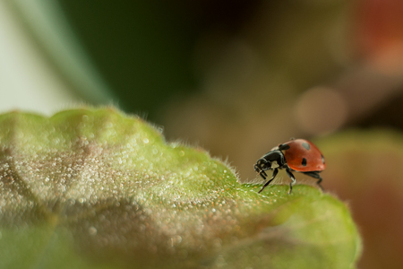 ladybug on a green leaf, macro photography, close-up plan, plant geranium and insect. water drops, glare, bokehの写真素材