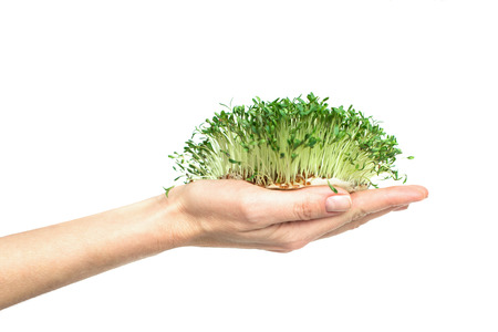 green plants in hand, germinated seeds of cress lettuce in the palm on a white background, isolate, vegetarianism, raw foodsの写真素材