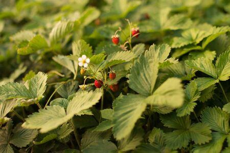Strawberry plant with green leaves and ripe red fruits, red berry - Fragaria vescaの写真素材