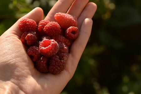 raspberries, red berries, in a plate on a dark wooden backgroundの写真素材