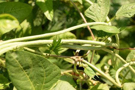 green beans is raw, harvested on wooden background. legumes, vegetarianism and gardening