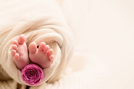 feet of the newborn baby with pink rose flower, Mother's day. maternal care, love and family hugs, tenderness, little girlの写真素材