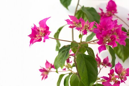 pink bougainvillea flowers on a white background. place for text. frame. copy spaceの写真素材