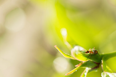 Macro shot of an ant on a peony bud, summer plants, background. soft blurry focus. Bokeh.