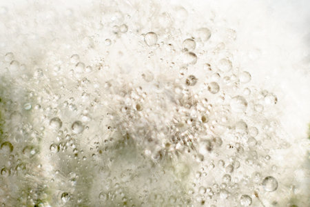 drops of water on a dandelion. natural background with rain and dew. blurred selective focus, bokeh.
