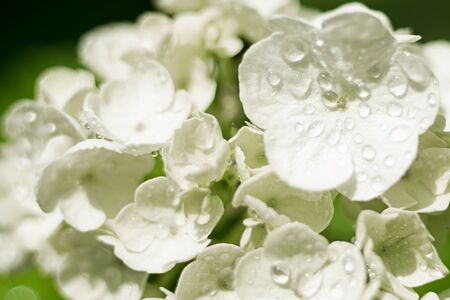 delicate hydrangea flower with drops of water, sunrise closeup. selective focus, bokeh, green background. Spring and Wedding Concept.の写真素材