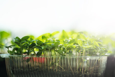 Spring gardening. sprouts seed cress lettuce. Micro greens on the window.