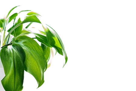 Leaves of a home plant. Isolate, copy space. Garden care. Sunny spring morning ficus. Oxygen in the...