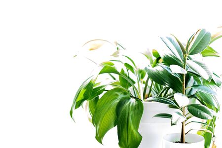 Leaves of a home plant. Isolate, copy space. Garden care. Sunny spring morning ficus. Oxygen in the flat の写真素材