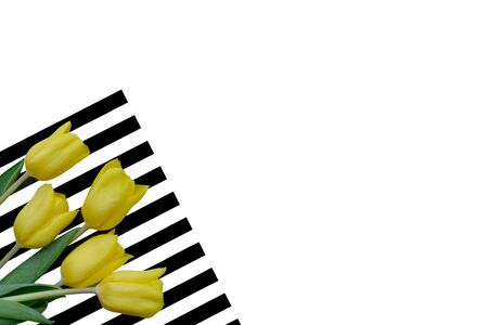 yellow tulips flowers on a bright striped background, copy space, place for textの写真素材