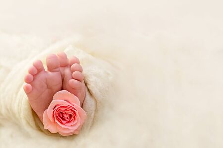 Feet of a newborn baby. Newborn girl. Fingers of a small child with a pink rose flower. The tenderness of a new life. Copy space.の写真素材