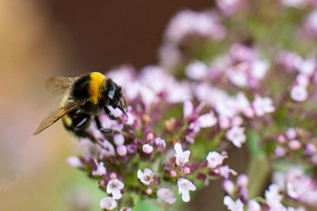 The bee collects pollen for honey from the Oregano plant. macro shot, close-up. Copy space. Organic...