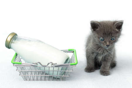 Kitten and a bottle of milk. Gray cat with food in shopping cart. Blu background. Copy spaceの写真素材