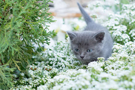 Little gray kitten of one month old in the garden. Cat and green grass and flower alissum.の写真素材