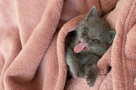 small gray cat in a blanket yawns. Long tongue