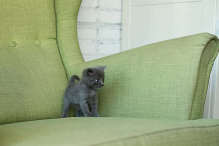gray cat on a green armchair. Kitten on the furniture. animals in the houseの写真素材