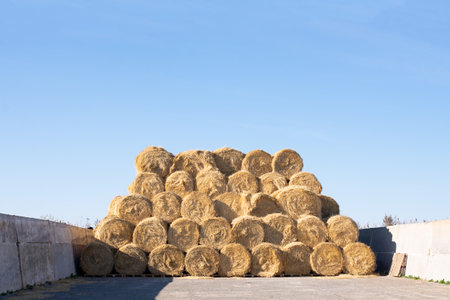 round stacks of dry grass hay stacked for storageの写真素材