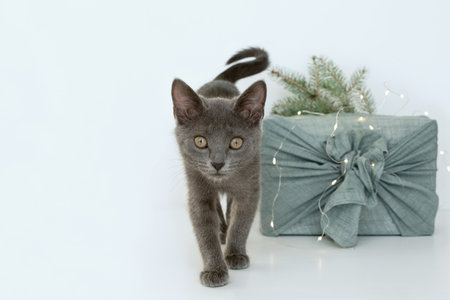 Gray cat and wrapping gifts in fabric for Christmas in furoshiki style. Eco friendly concept. DIY. isolateの写真素材