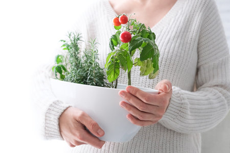 Cherry tomatoes and rosemary grown in a pot in a home garden, in the hand of a girlの写真素材