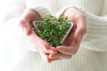 Sprouted radish seeds microgreens. Earth Day. Seed Germination at home. Space for text. Concept Vegan and healthy eating. Growing sprouts.の写真素材