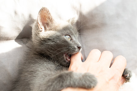aggressive little green cat bites a person. domestic kittenの写真素材