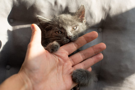aggressive little green cat bites a person. domestic kittenの写真素材