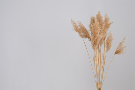 pampas grass on gray background. Reed Plume Stem, Dried Pampas Grass, Decorative Feather Flower Arrangement for Home, Beach Theme, New Trendy Home Decor. Selective focusの写真素材