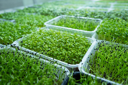 City farm for growing microgreens. Eco-friendly small business. baby leaves, phyto lamp