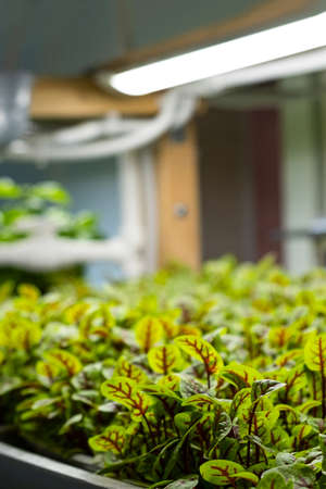 City farm for growing microgreens. Eco-friendly small business. baby leaves, phyto lampの写真素材