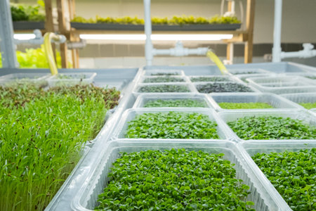 City farm for growing microgreens. Eco-friendly small business. baby leaves, phyto lamp
