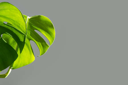 Monstera flower in a white pot on a gray background. The concept of minimalism. Monstera deliciosa or Swiss cheese plant in pot tropical leaves background. Daylight, harsh shadowsの写真素材