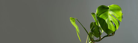 Banner. Monstera flower in a white pot on a gray background. The concept of minimalism. Monstera...