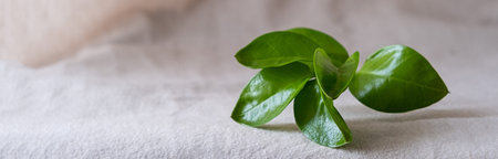 banner, natural background for eco products. Linen, green plant, podium