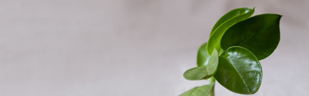 banner. natural background for eco products. Linen, green plant, podium