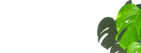 Banner. Monstera plant in a white pot on a white isolated background. The concept of minimalism. Monstera deliciosa leaves or Swiss cheese plant in pot tropical leaf background. Daylight, harsh shadows. Close upの写真素材