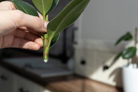 ficus cuttings. Breeding potted plants. Ficus elastica
