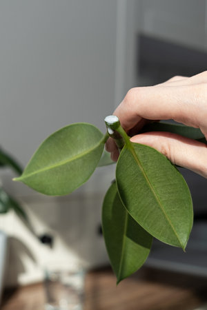 ficus cuttings. Breeding potted plants. Ficus elastica