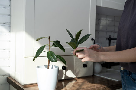 ficus cuttings. Breeding potted plants. Ficus elastica