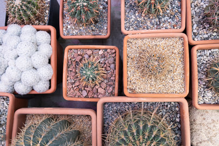 A variety of cactus plants on display at a cactus farm. Eco-friendly background in neutral colors with succulents potted plants.の写真素材