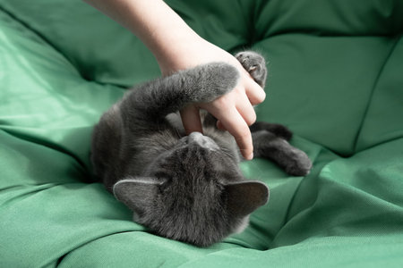 Close up portrait of gray cat with with a female hand on a green background. The hostess gently...
