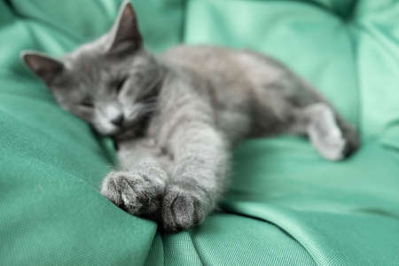 Sleeping gray cat on a green background. fluffy paws, cat claws. Selective focus. Concept veterinary clinic or animal feed. Cat blog.の写真素材