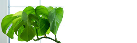 Banner. Monstera plant in a white pot on a white isolated background. The concept of minimalism....