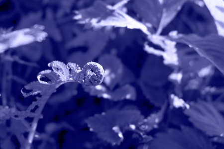 Background from leaves close-up in color Very Peri, color of the year, 2022. Color of the yearの写真素材