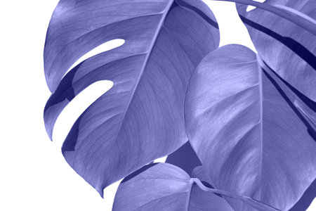 Very Peri, color of the year, 2022. Monstera plant in a white pot on a white isolated background....