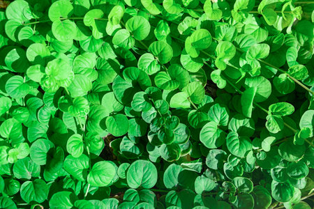 Full Frame Green plant leaves foliage nature background, top view. Fresh garden abstract foliage.