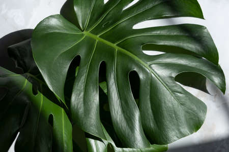 Monstera plant on a gray marble background. concept of minimalism. Monstera deliciosa or Swiss cheese plant tropical leaves background. Daylight, harsh shadowsの写真素材