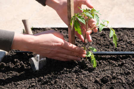 Tomato seedlings plant grown in beds with automatic watering or water dripping system in the home vegetable garden. Hose for watering and irrigationの写真素材